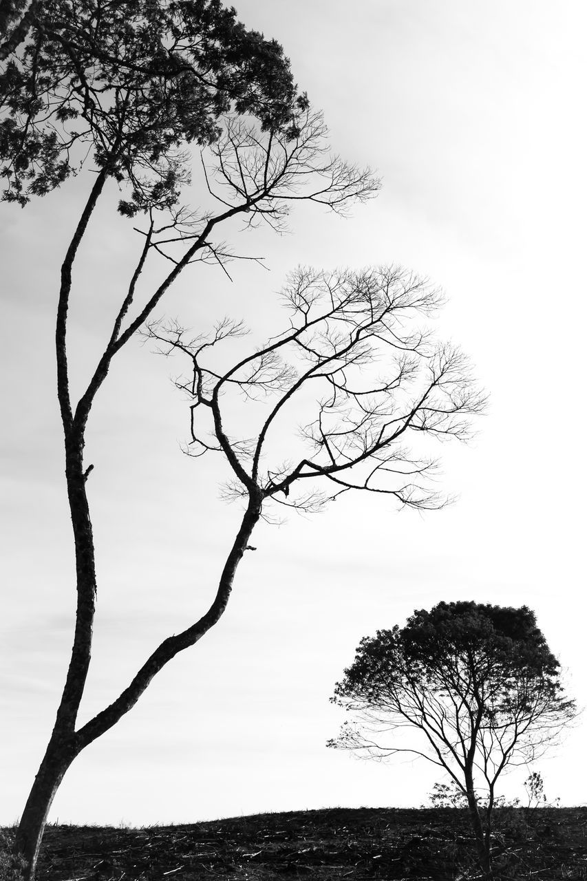 tree, plant, black and white, branch, nature, monochrome photography, sky, environment, monochrome, beauty in nature, landscape, no people, bare tree, silhouette, tree trunk, land, scenics - nature, trunk, tranquility, outdoors, tranquil scene, non-urban scene, cloud, day, single tree, travel destinations