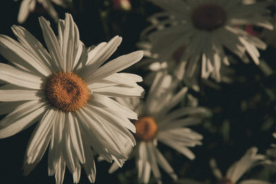 Close-up of white daisy flower