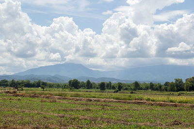 Scenic view of field against sky