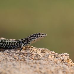 Close-up of lizard on rock