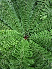 Full frame shot of fern leaves