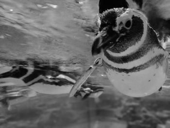 Close-up of birds in water