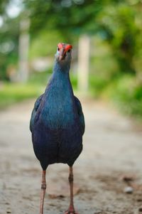 Close-up of a bird looking away