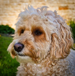 Close-up of dog looking away