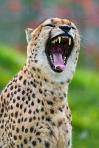 CHEETAH IN THE