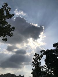 Low angle view of tree against sky