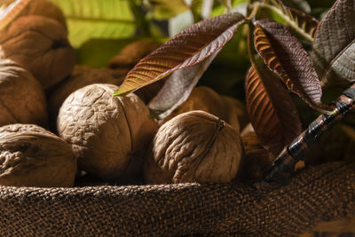 Whole walnuts in basket, food harvest, rustic style