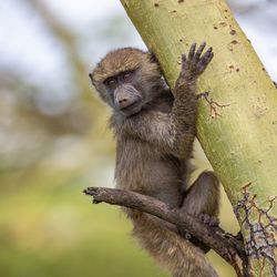 Close-up of monkey sitting on tree trunk