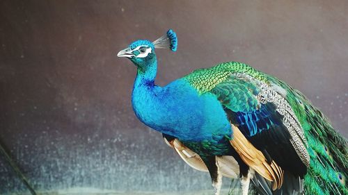 Close-up of a peacock