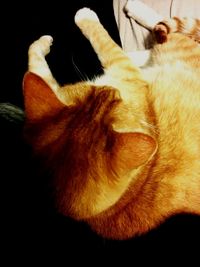 Close-up of cat