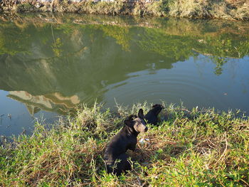 Dog on grass by lake