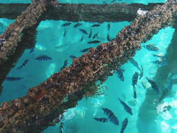 Fish swimming in sea