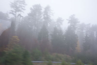 Trees in forest during rainy season