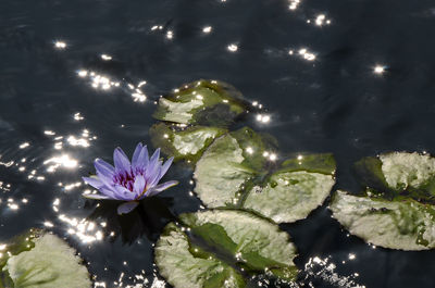 Close-up of water lily in lake