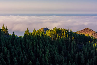 Panoramic view of trees on landscape against sky