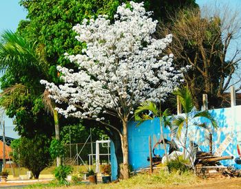 Trees against built structure