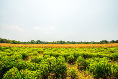 Scenic view of agricultural field against sky