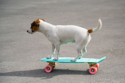 Side view of a dog on skateboard