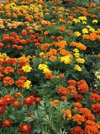 High angle view of yellow flowering plants
