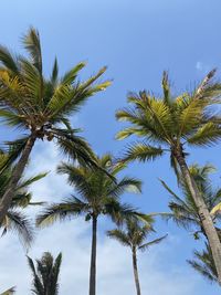 Low angle view of palm tree against sky