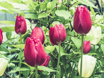 Close-up of red flowering plant