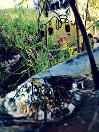 Close-up of flowering plants by water