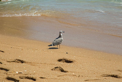 Seagull perching on sand at beach