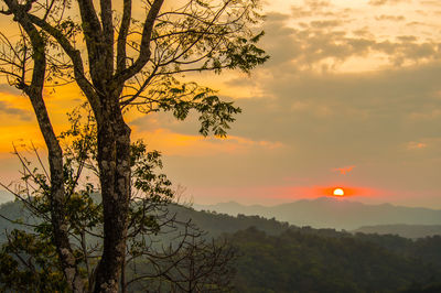 Silhouette tree against orange sky