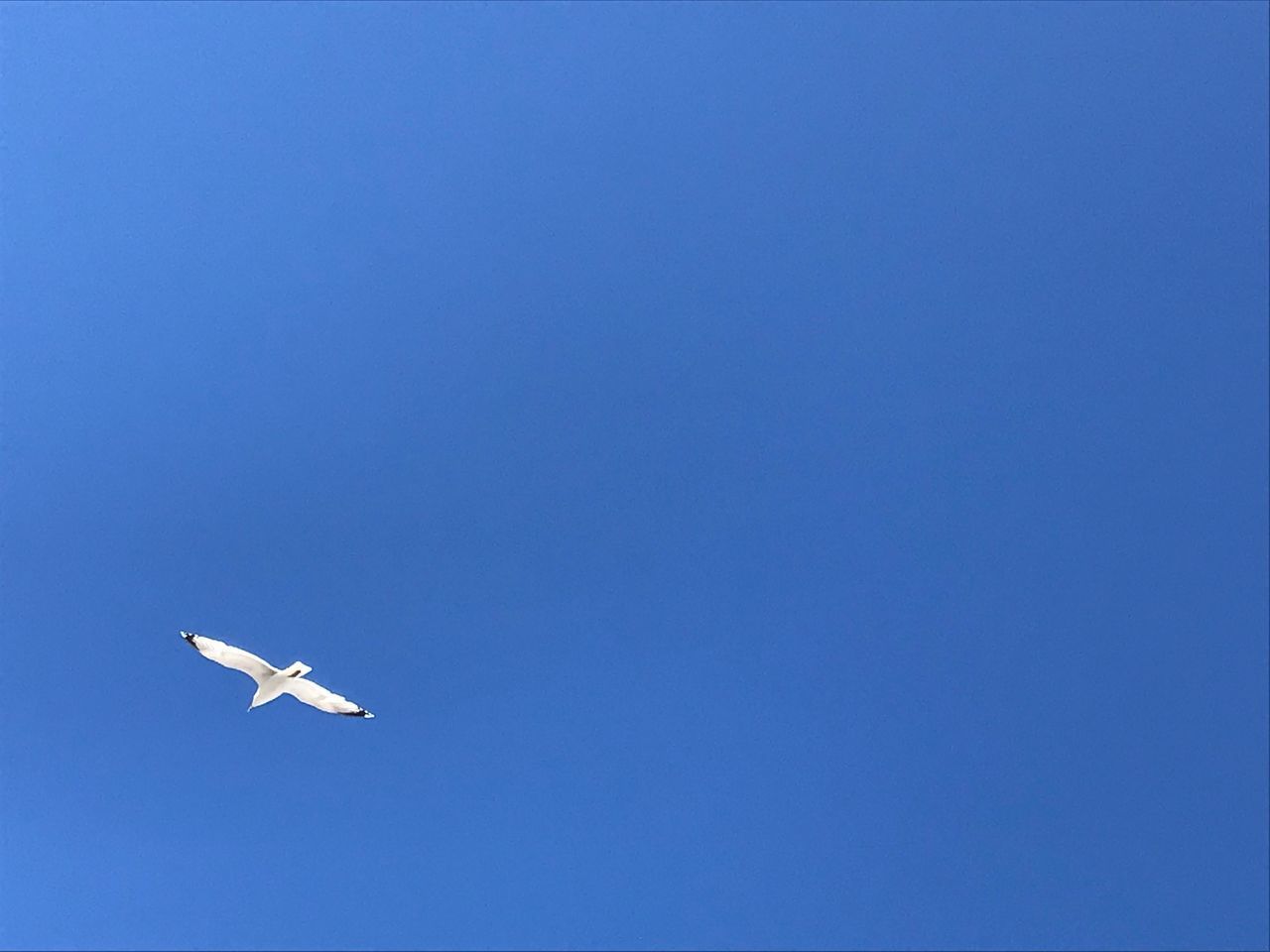 LOW ANGLE VIEW OF AIRPLANE FLYING AGAINST BLUE SKY