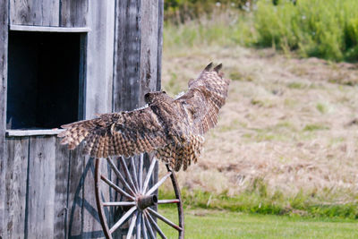 Side view of a bird on wooden post