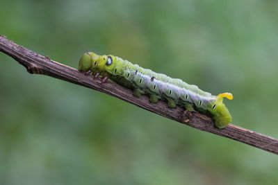 Close-up of insect on branch against blurred background