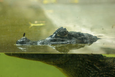 Crocodile is in the water is the rank of reptiles