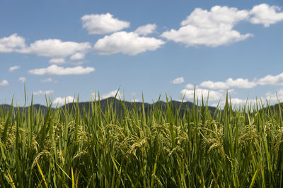 Close-up of wheat field against sky