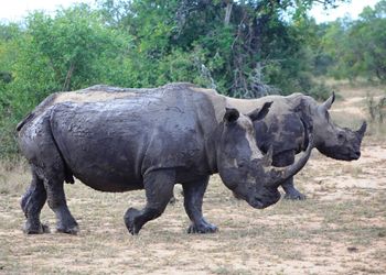 Rhinoceroses walking on field