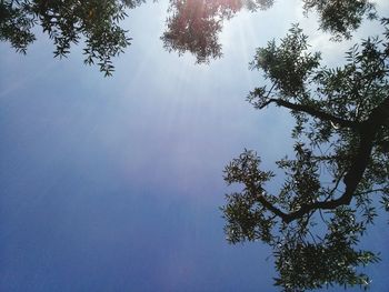 Low angle view of trees against sky