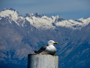 Seagull perching on wooden post against mountains during winter