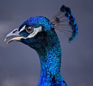 Close-up of peacock