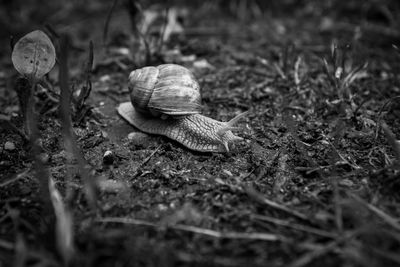 Close-up of snail on field