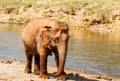 Elephant standing in lake