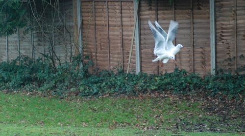 View of bird flying in sunlight