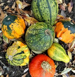 High angle view of pumpkins on autumn leaves