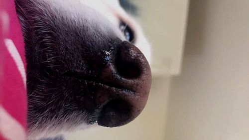 Close-up of dog