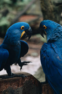 Close-up of birds perching on wood