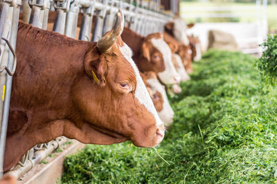 High angle view of cow on field