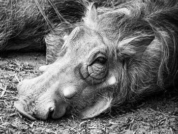 Close-up of a horse resting on field