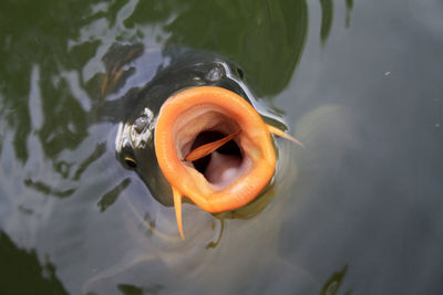 High angle view of koi carp in lake