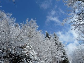 Low angle view of snow on tree against sky