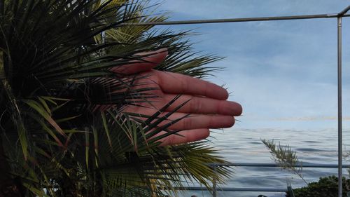 Person holding plant by sea against sky
