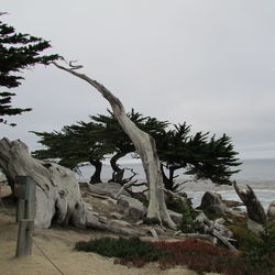 Dead tree on field against sky