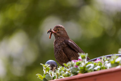 Close-up of bird perching on plant